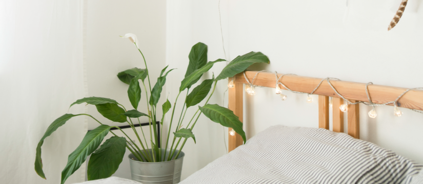 plantas